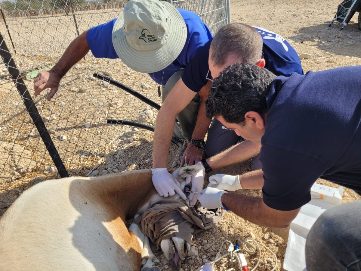 צילום אלה אגרא רשות הטבע והגנים