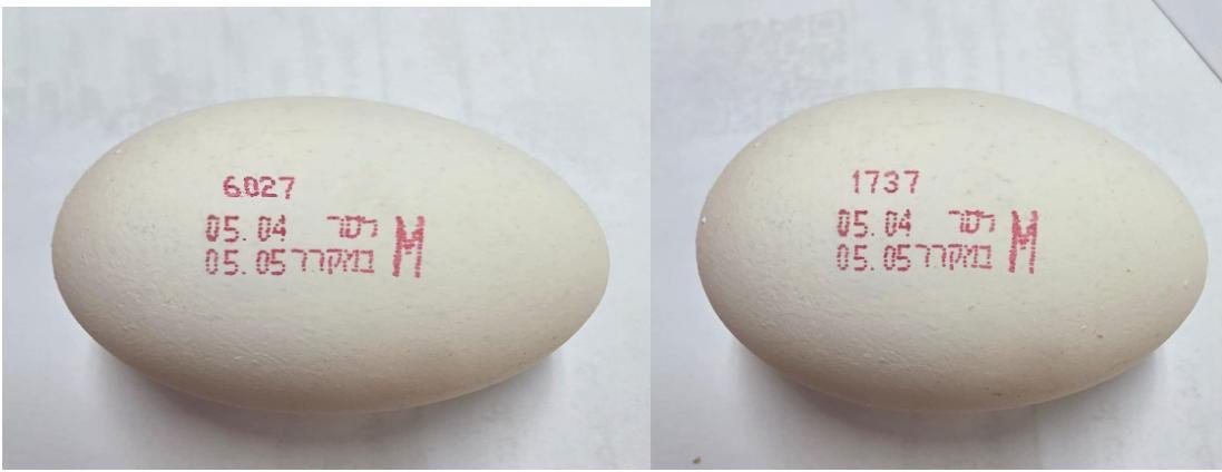 הביצים החשודות