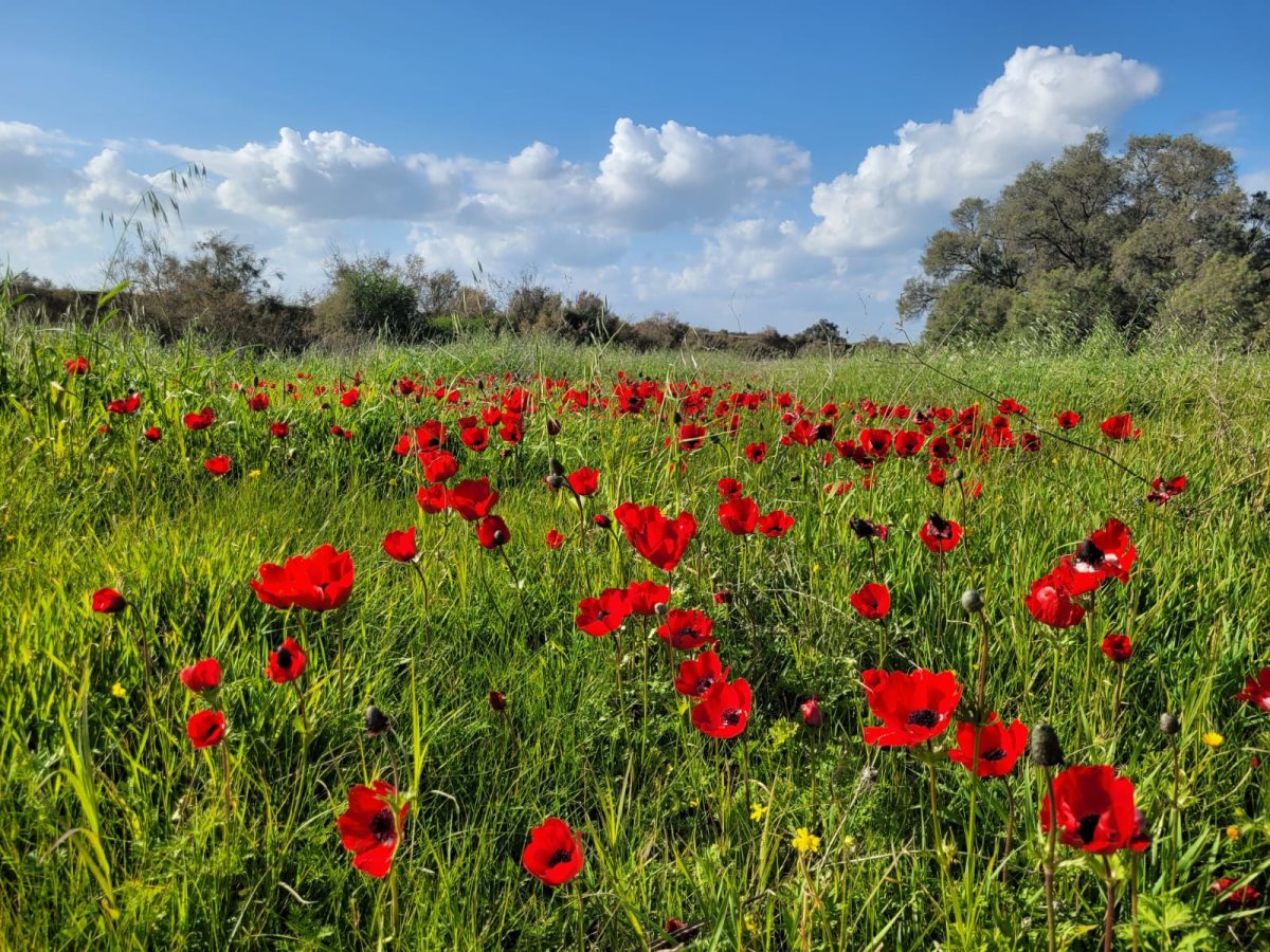 גל ביסמוט רשות הטבע והגנים