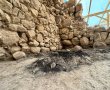 "מִמָּרוֹם שָׁלַח-אֵשׁ": נחשפו קורות עץ שנשרפו בחורבן בין המקדש הראשון