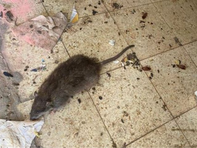 צילום: פורטל ייעוץ ותכנון אקולוגי