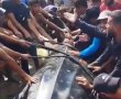 סוף עצוב: הכריש לוויתן שנצפה מול חופי בת ים מצא את מותו מול חופי עזה