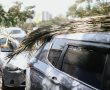 עיריית בת-ים מזמינה את התושבים לחלוקת כפות תמרים לרגל חג הסוכות